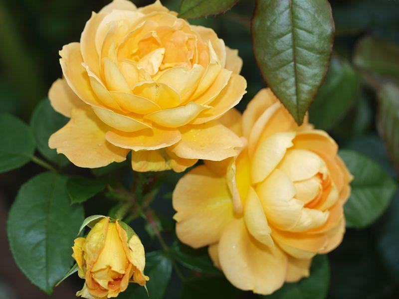 [Bild: byw99yrd620jtqux1.jpg]