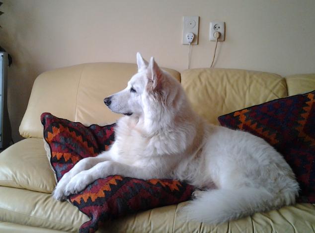 Nika