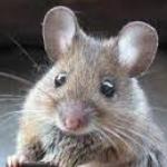 Tweetal gepakt voor muis aan vuurpijl
