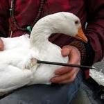 500 meldingen dierenleed per dag