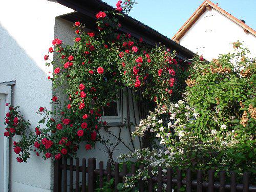 Rote Kletterrose Gesucht