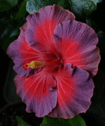 hibiscus bayou irene