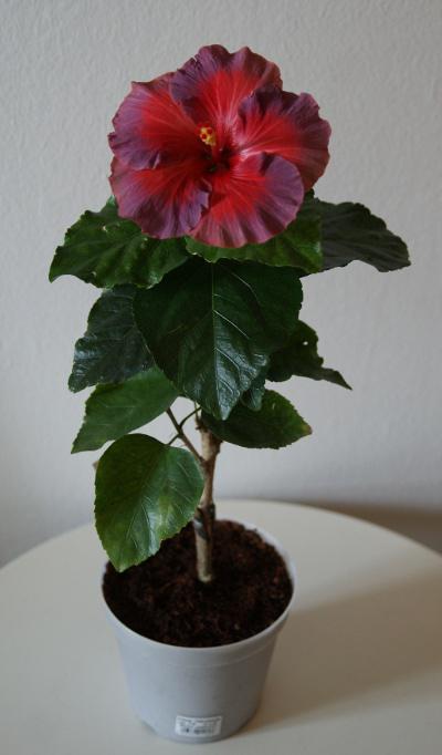 hibiscus bayou irene