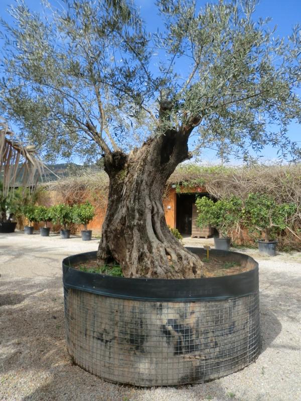 Palmen und Co. » Gartencenter Mallorca