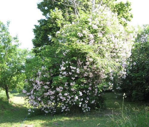 Toter Baum Gefahr