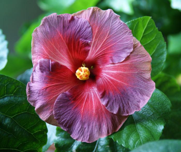 hibiscus bayou irene