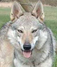 Tsjecho-wolfshond