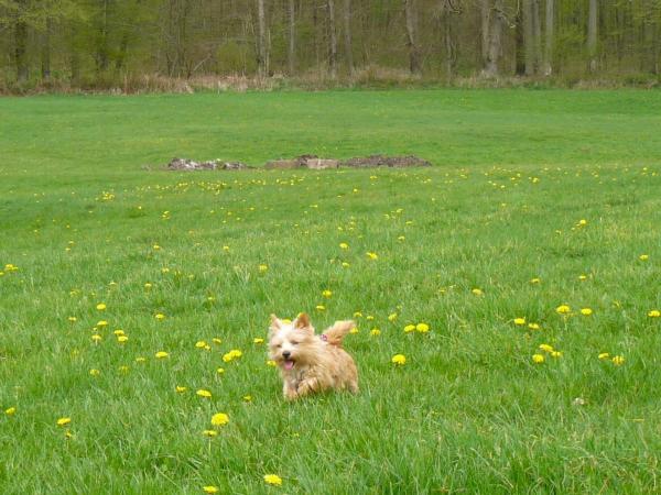 Eingefügtes Bild