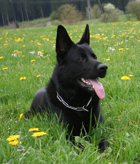 Amarok vom Lahnblick