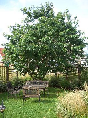 Obstbaum Als Schattenspender Fur Terrasse Mein Schoner Garten Forum