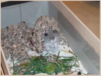 Hamster des Monats Sieger
