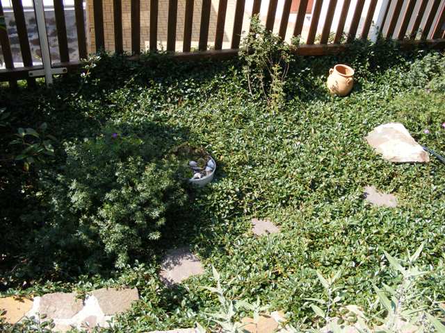 Rasenersatz Seite 1 Gartenpraxis Mein schöner Garten online