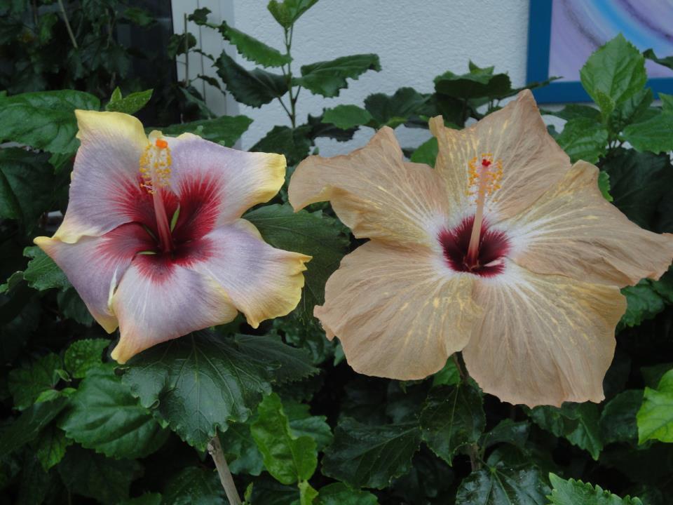 hibiscus Mattiacis Bugatti 