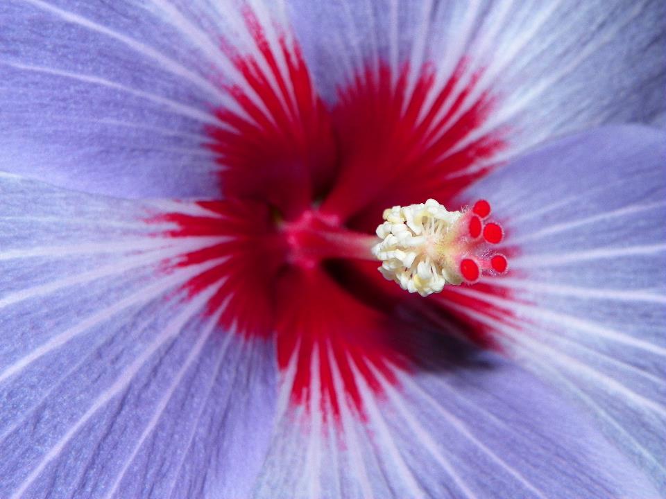 hibiscus Tahitian Green Tiger