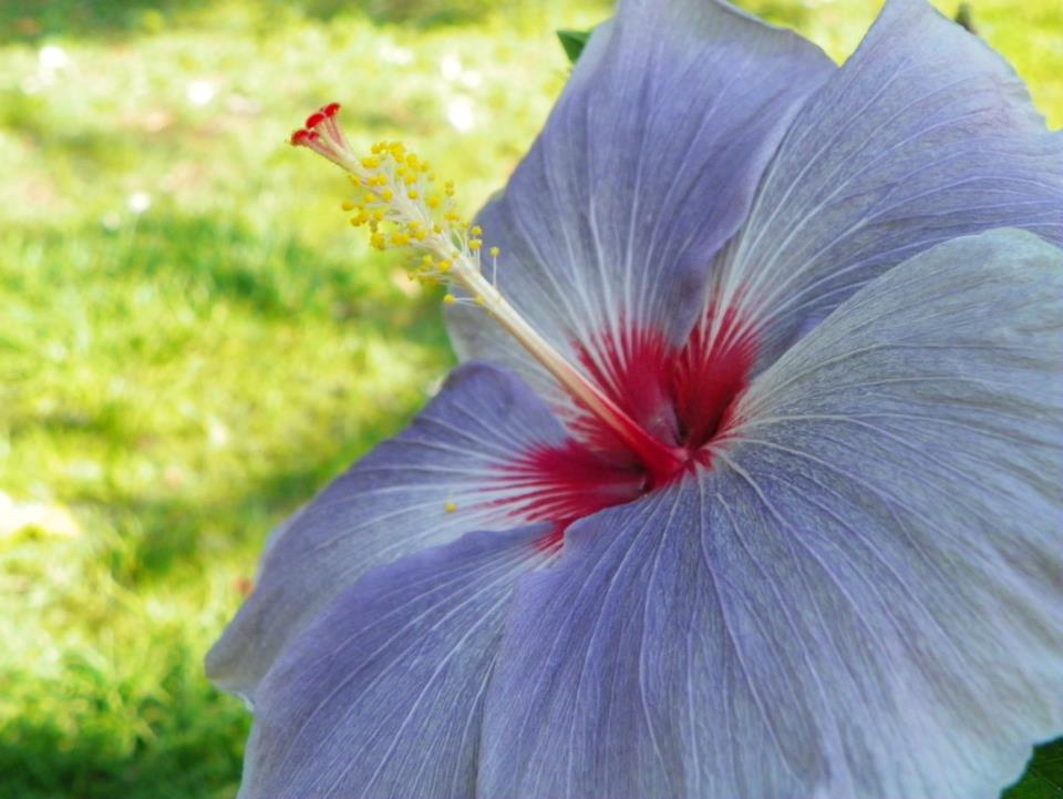 hibiscus Tahitian Green Desert