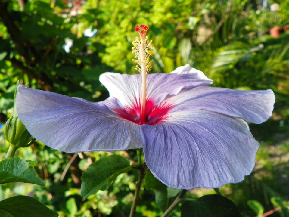 hibiscus Tahitian Imperial Mountain