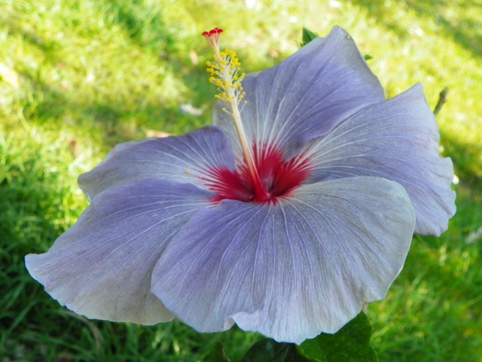 hibiscus Tahitian Imperial Rainbow