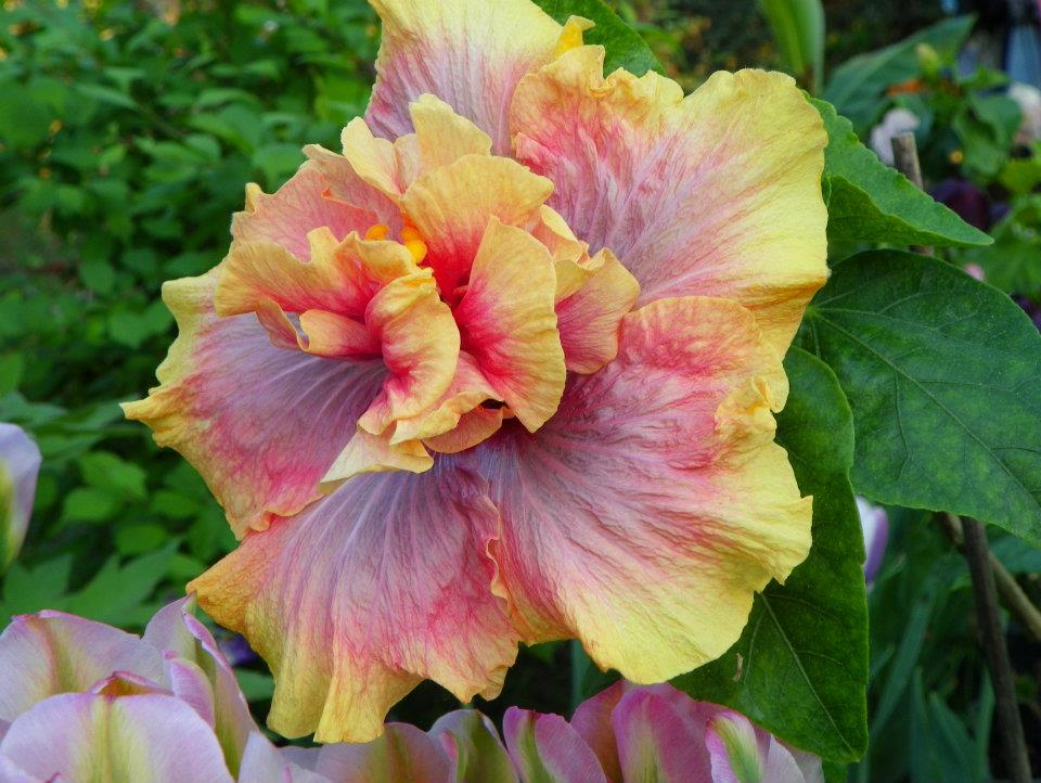 hibiscus allure