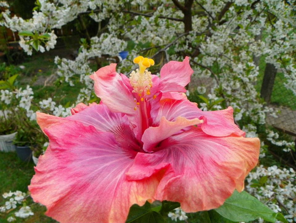 hibiscus Vero's Gift