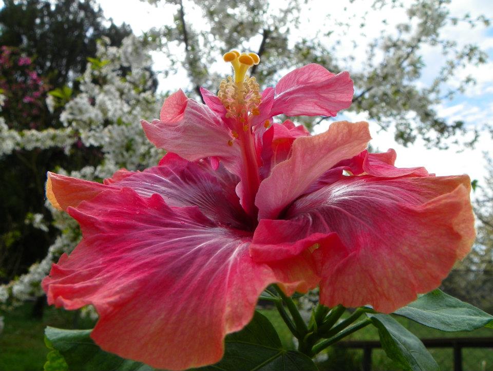 hibiscus Veronique Demailly