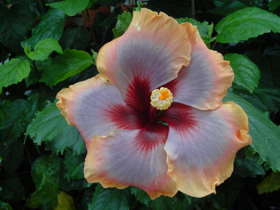 hibiscus Mattiacis Bugatti by St. Frankenbach 