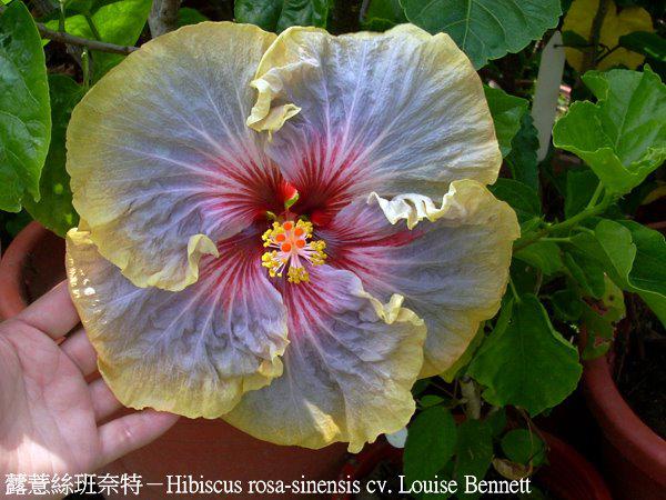 hibiscus louise bennett