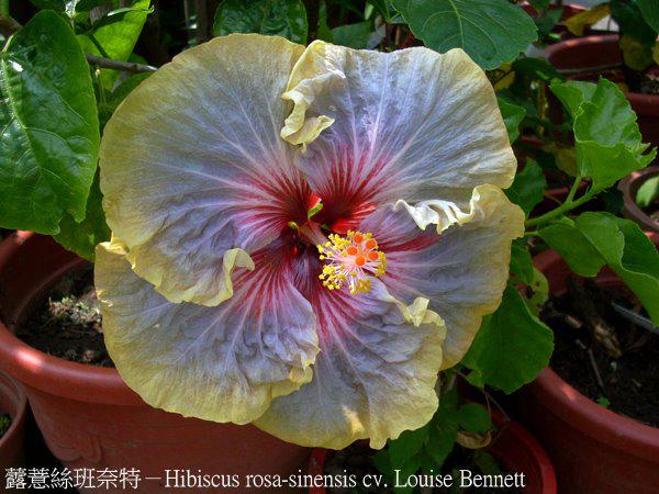hibiscus louise bennett