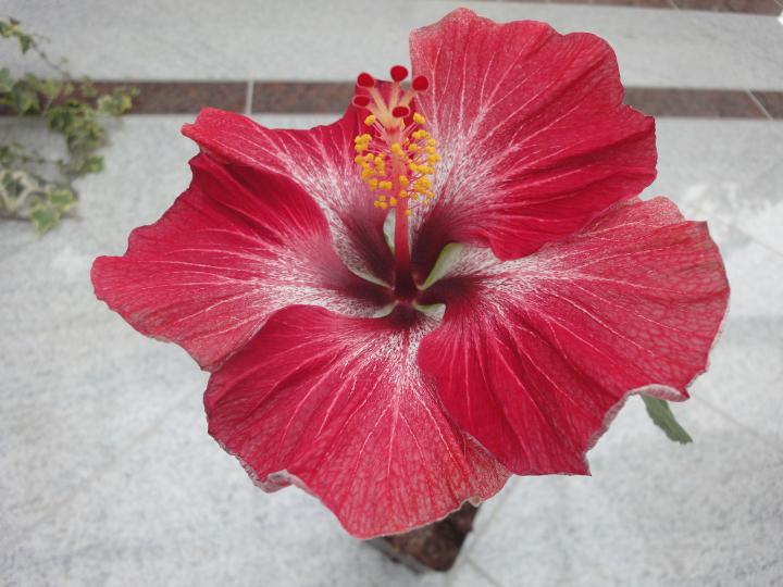 hibiscus Dragon's Breath