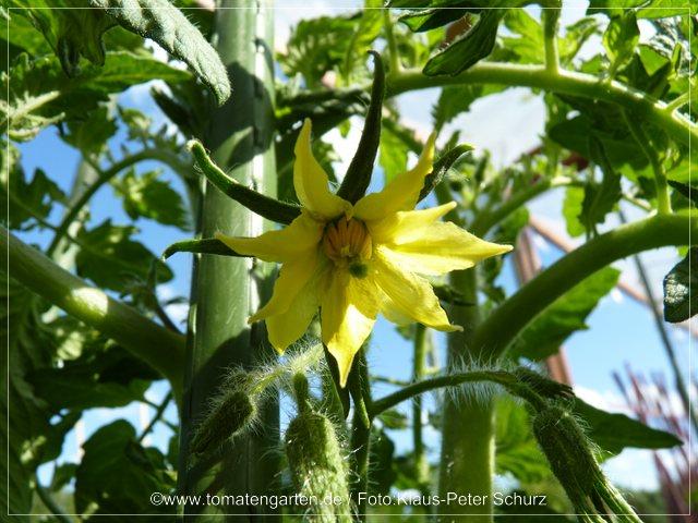 Bild