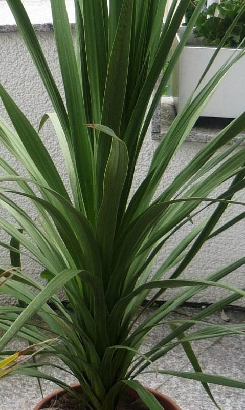 Palmen und Co.  "Palme oder Bambus" vom Discounter?