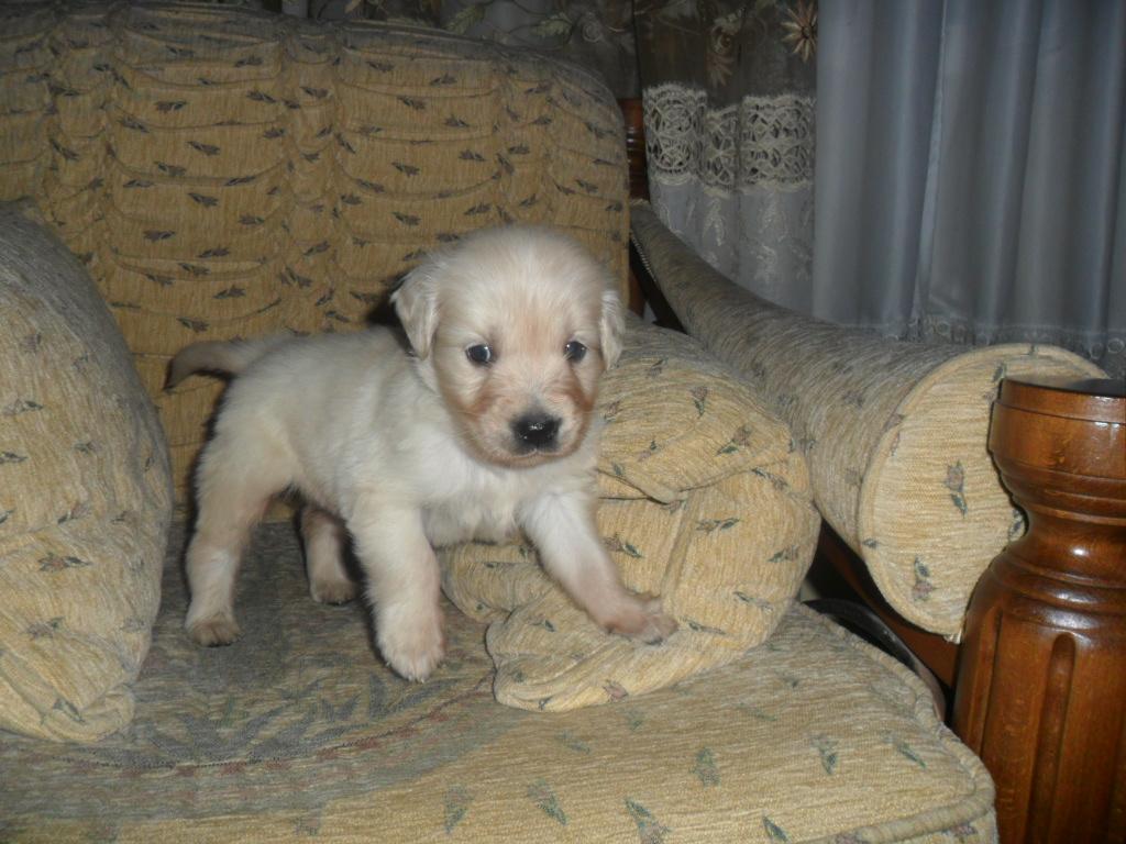 Mersin’de Korkunç Köpek Cinayeti Mersin’de Korkunç Köpek Cinayeti