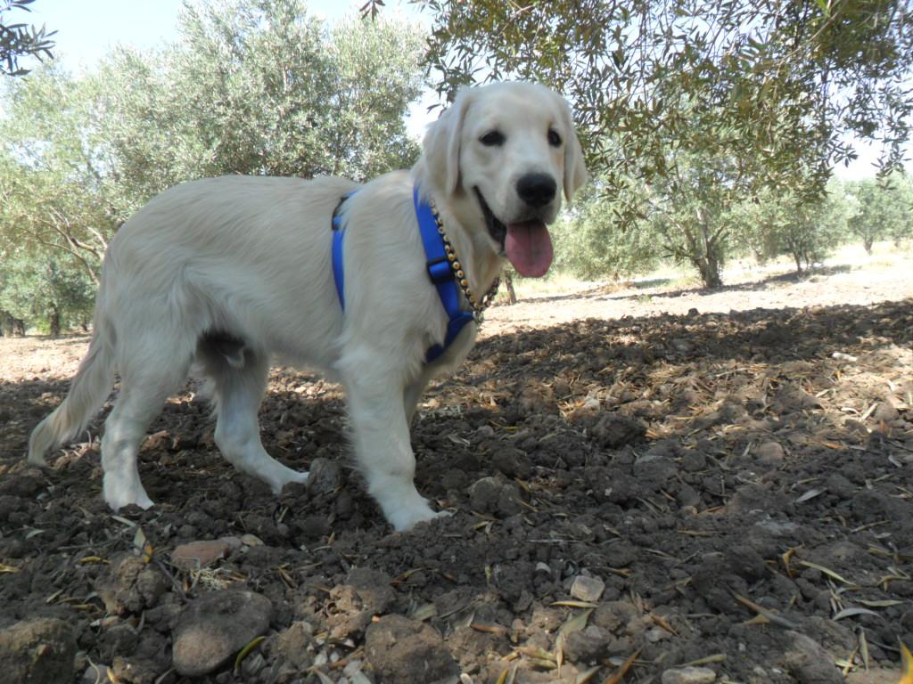 Mersin’de Korkunç Köpek Cinayeti Mersin’de Korkunç Köpek Cinayeti