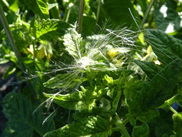 Bild