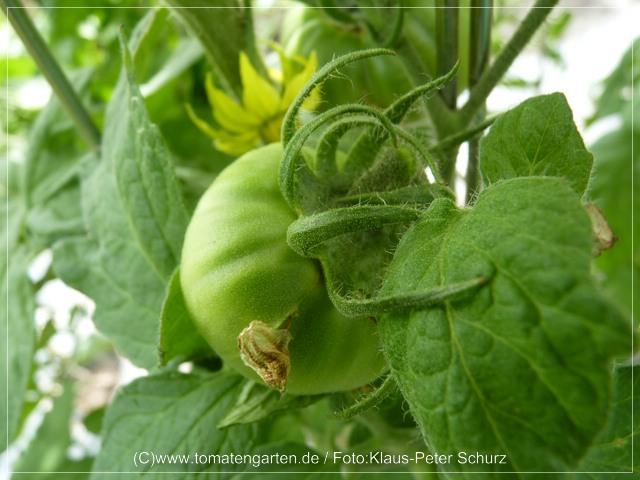 Bild