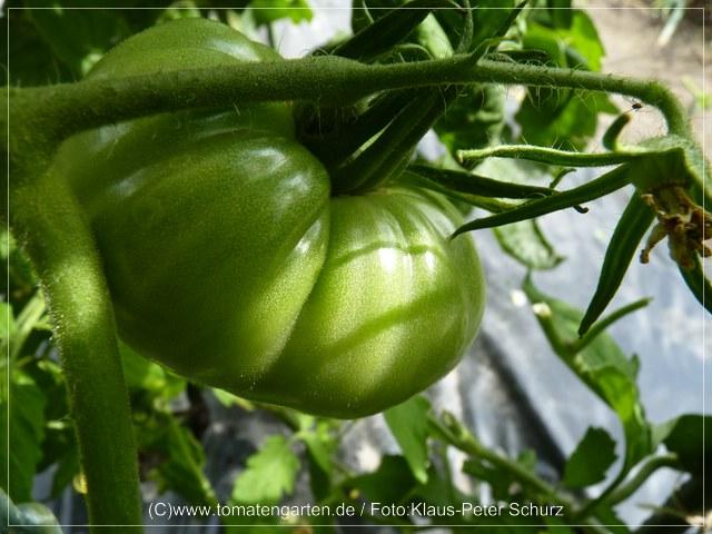 Bild