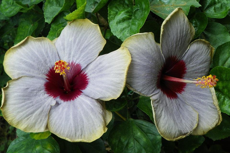 hibiscus blue hawaii