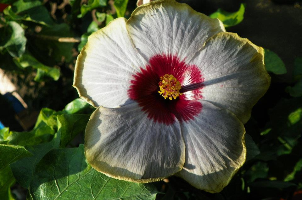 hibiscus blue hawaii