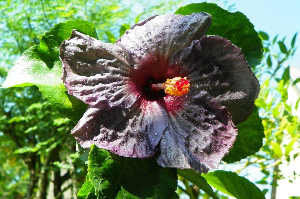 hibiscus blue raven