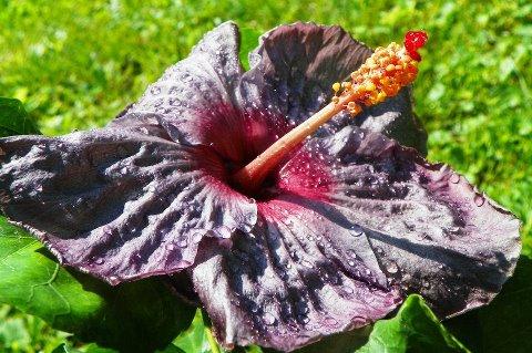 hibiscus blue raven