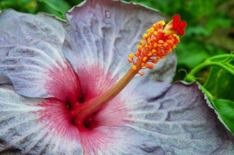 hibiscus blue raven