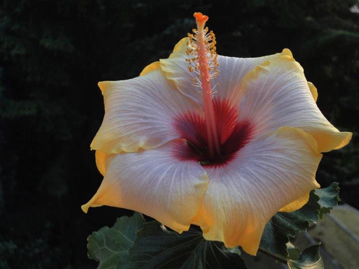 hibiscus Mattiacis Bugatti