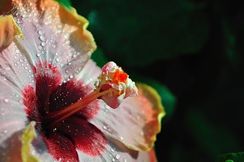 hibiscus donna lynn, hibiskus wunder, uta naumann, hibiskus forum