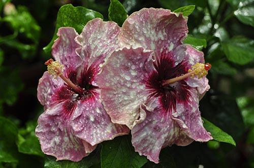 hibiskus forum 