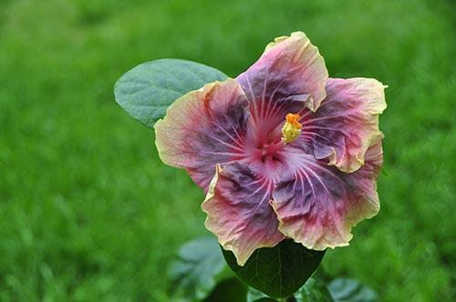 hibiscus rosa sinensis