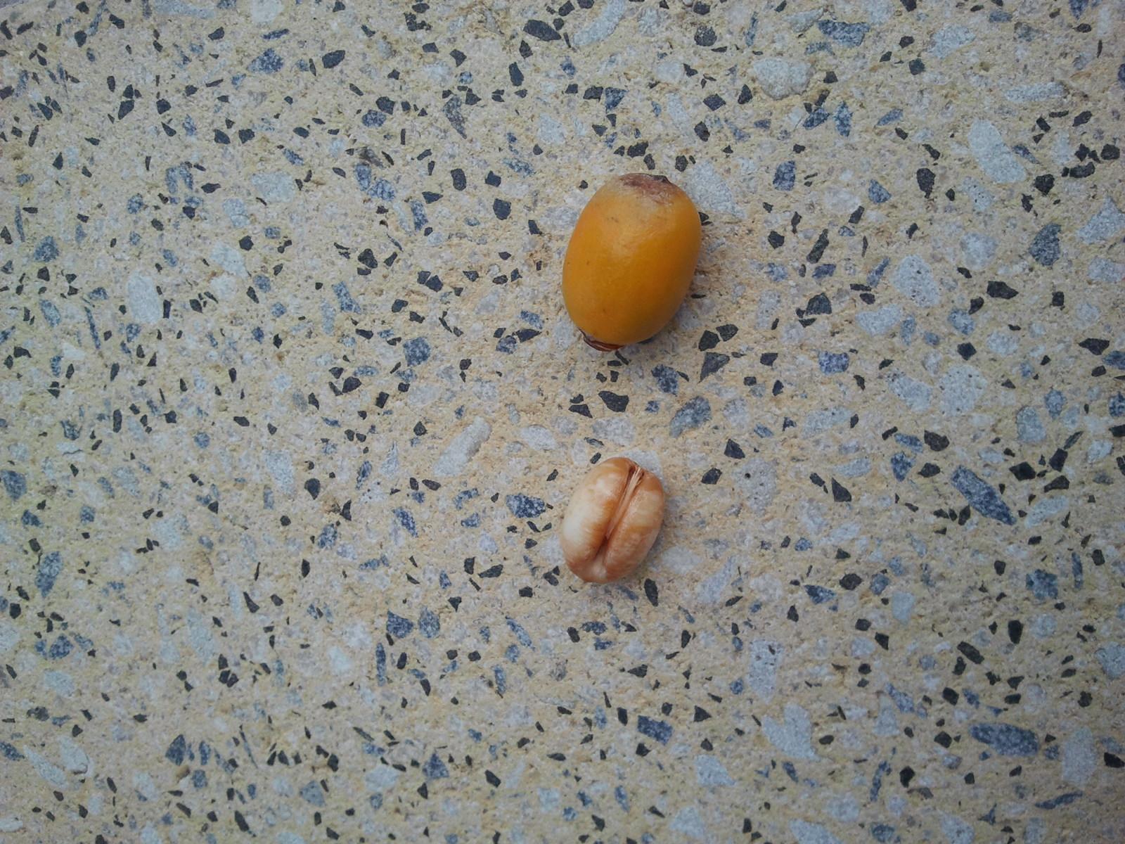 Palmen und Co. » Samen Bestimmung