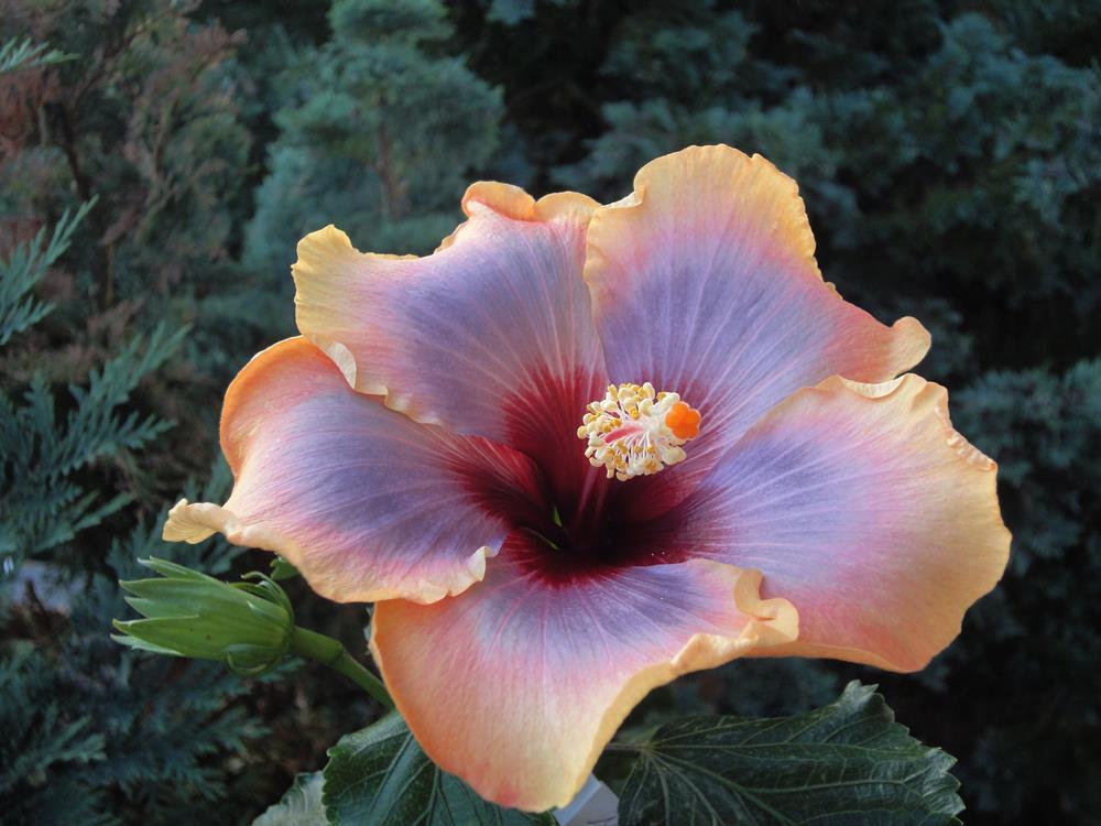 Hibiscus Mattiacis Bugatti 