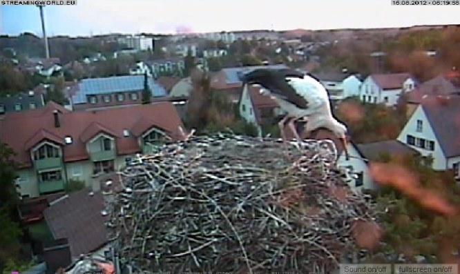 Bild