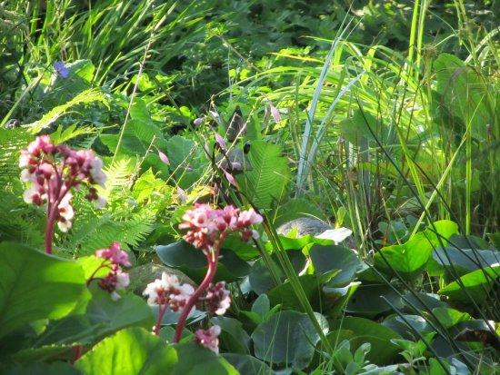 Gartentagebuch im August, 2. Teil - Mein schöner Garten Forum