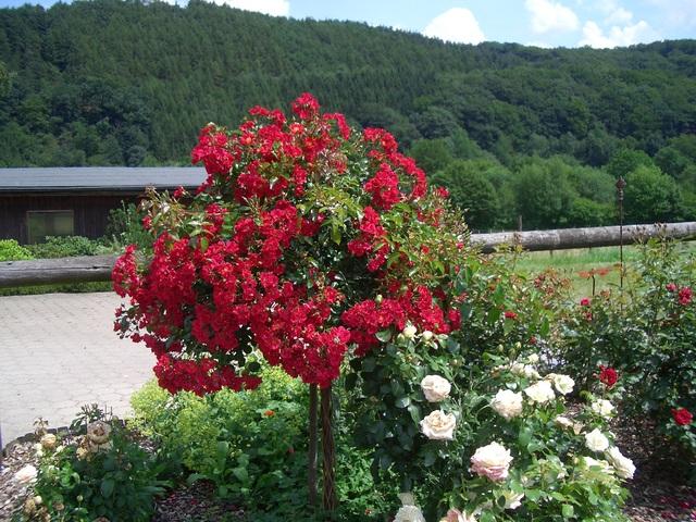 Noch Ein Neuling Bittet Um Hilfe Page 2 Mein Schöner Garten Forum