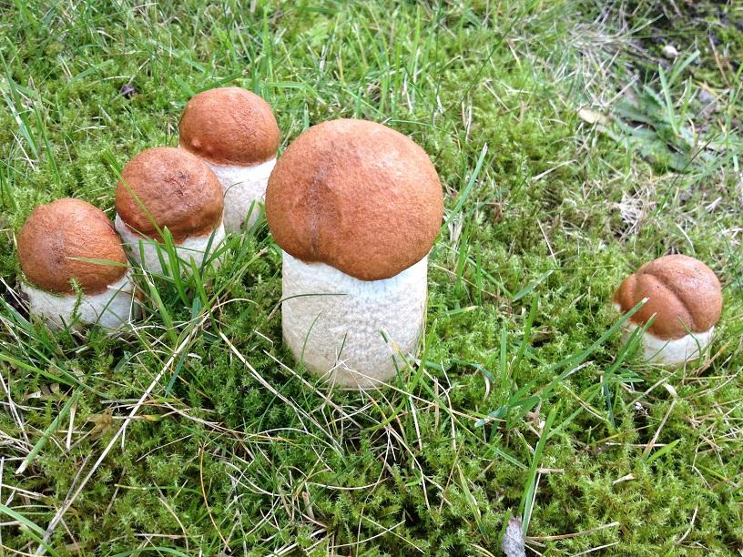 Mein Espen-Rotkappen-Bericht, Fund vom 28.09.2012 ;)